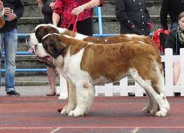 5 out of 10 left. The St Bernard Alpine Rescue Dog Or Manchester Manufacture Jhu Press