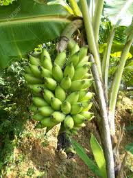 Do not overmix the batter: Small Banana Or Lady Finger Banana On The Tree Stock Photo Picture And Royalty Free Image Image 59821510