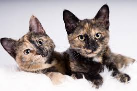 Calico actually refers to a cat's coat color and fur pattern. 10 Fascinating Facts About Tortoiseshell Cats Tortoiseshell Cat Information