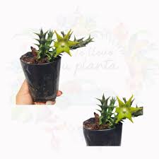 Image result for Orbea dummeri