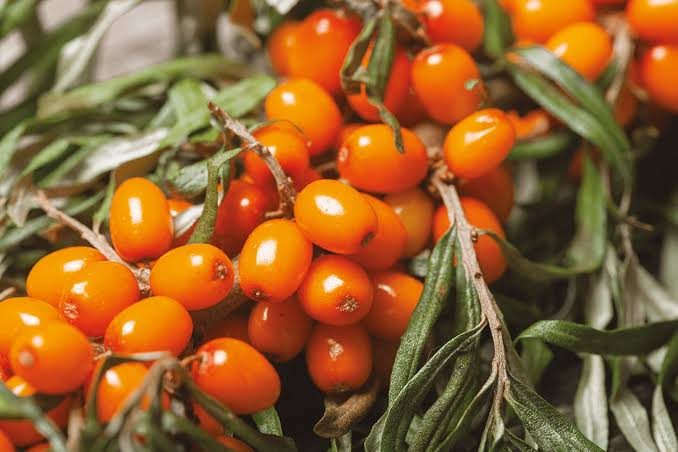 Hawthorn Berry