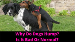 Typically, puppies will be neutered around six months of age. Why Do Dogs Hump How To Stop Your Dog From Humping Youtube