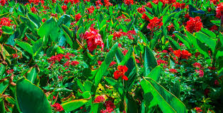 Field of flowers was founded in 1990 by donn flipse, a third generation florist in south florida, and now has locations covering the ft. Field Of Flowers Hd Wallpapers Backgrounds