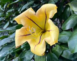 Image result for Solandra maxima