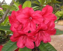 Rhododendron Vulcan S Flame Bright Red Blooms Will Grow To Five Feet Hardy To 10 F 1 Container Size Plant Season Plants Bloom Rhododendron