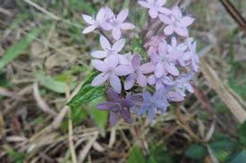 Image result for Pentas longiflora