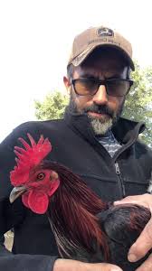 Gallos Penny Hatch: Características y Cruces