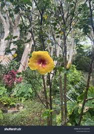 Image result for Hibiscus panduriformis