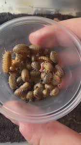 Image result for Disa brevicornis