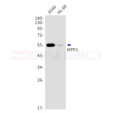 Dylight® 550 has amax = 562 nm, emax = 576 nm. Monoclonal Mpp1 Antibody Mybiosource