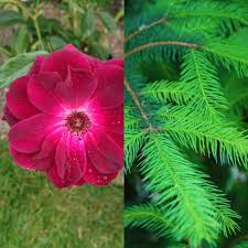 Walmart.com has been visited by 1m+ users in the past month Will Roses Grow Successfully Under Pine Trees Gardener Report