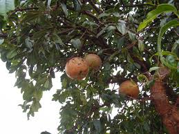 Image result for Strychnos