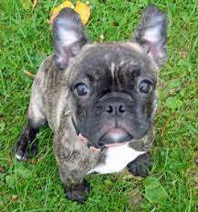 We do not allow boston breeders, adoption centers, rescues or shelters to list french bulldogs for free in boston. 53 French Bulldog Boston Terrier Mix Ideas French Bulldog Bulldog Terrier Mix