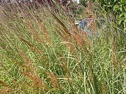 Image result for Sorghastrum pogonostachyum