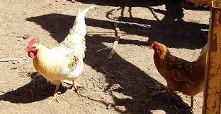 Image result for images uses of poultry litter