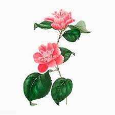 Pink Camellia Rose Flower Vector Premium Image By Rawpixel Com Flower Illustration Rose Flower Camellia Flower