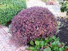 Maybe you would like to learn more about one of these? Pittosporum Tenuifolium Tom Thumb