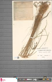 Image result for Ctenium newtonii