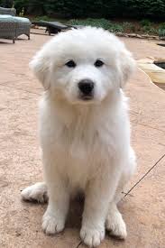 Maybe you would like to learn more about one of these? Charlotte North Carolina Great Pyrenees Puppies Montgomery Sheep Farm