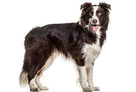 Know Your Remedies Lac Caninum Lac C Homeopathy Plus Border Collie Dog Border Collie Dogs