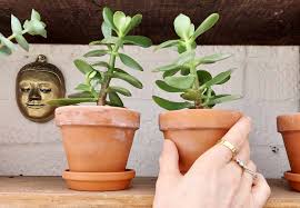 Image result for Crassula ovata