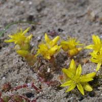 Image result for Sedum glomerifolium