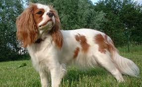 We did not find results for: What Are The Best Toys For Cavalier King Charles Spaniels Barkpost