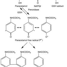 Pdf The Modern Pharmacology Of Paracetamol Therapeutic Actions Mechanism Of Action Metabolism Toxicity And Recent Pharmacological Findings
