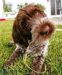 140 Wirehaired Pointing Griffon And Others Ideas In 2021 Wirehaired Pointing Griffon Hunting Dogs Dogs