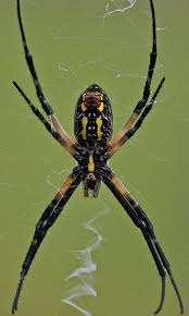 Black And White Striped Spider Texas Argiope Aurantia Wikipedia The Free Encyclopedia Spider Spider Drawing Garden Spider