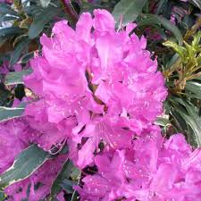 Rhododendron Silver Edge Buy Silver Edge Rhododendrons Online Millais Nurseries