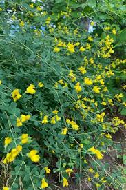 Image result for Indigofera lyallii