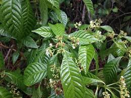 Image result for Psychotria vogeliana