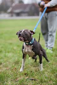 American Pitbull Terrier Black And White Pin By Psyco S On Black And White Dogs American Pitbull Terrier Black And White Dog Pitbull Terrier