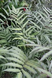 Image result for Coniogramme africana