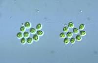 「"Gonium formosum"」の画像検索結果