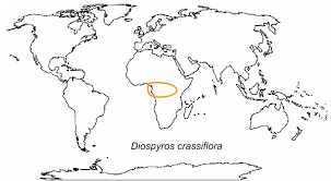 Image result for Diospyros crassiflora