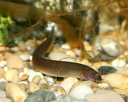 Aquariawise is a participant in the amazon associates program and a few other affiliate programs and may earn from qualifying purchases at no extra cost to you. Kuhli Loach 101 Care Tank Size Breeding And Tank Mates