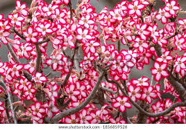 Image result for Adenium multiflorum