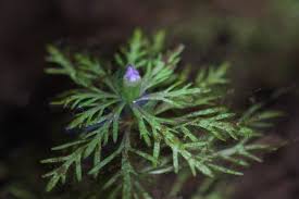 Image result for Limnophila indica