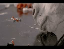 When you have to take advantage of nitro. Latest Mule Gifs Gfycat