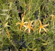 Image result for Anisacanthus