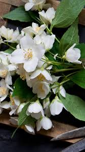 Jasmine flowers beautiful jasmin stock footage video 100. Jasmine Flowers Scissor Wood Board 1080x1920 Iphone 8 7 6 6s Plus Wallpaper Background Picture Image