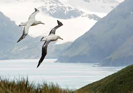 Albatross Oil Painting Nature Cute Wallpaper Backgrounds Albatross