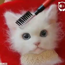 Necla Gozlekci Adli Kullanicinin Kedi Panosundaki Pin Kedi