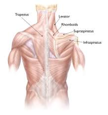 High back muscles diagram : Shoulder Injuries In The Throwing Athlete Orthoinfo Aaos