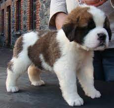 St Bernard Beauty St Bernard Dogs Dogs And Puppies Bernard Dog