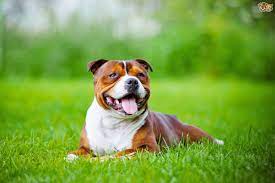 Staffordshire Bull Terrier Hereditary Health And Longevity Pets4homes