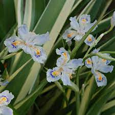 Japanese iris are heavy feeders. Iris Tectorum Variegata Cruella Variegated Japanese Roof Iris