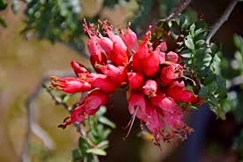 Image result for Schotia afra